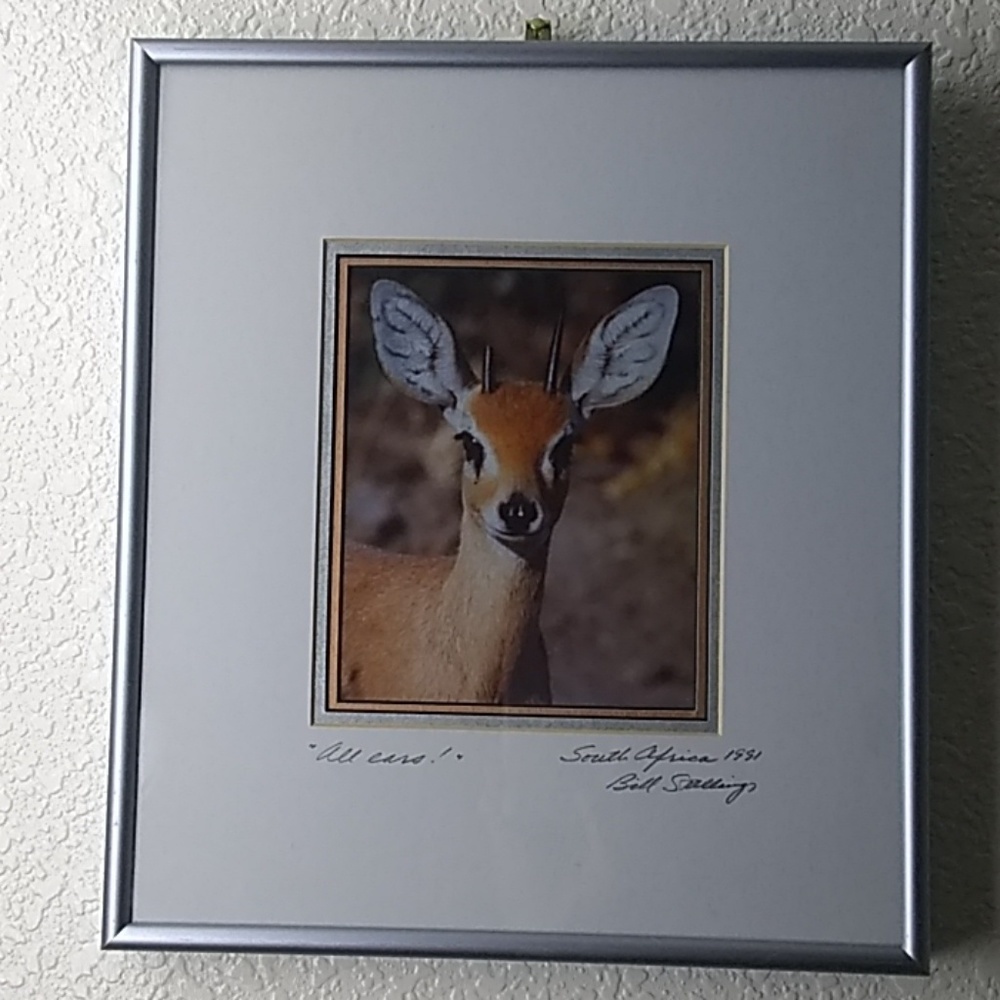 Framed Photo of Steenbok Antelope "All ears